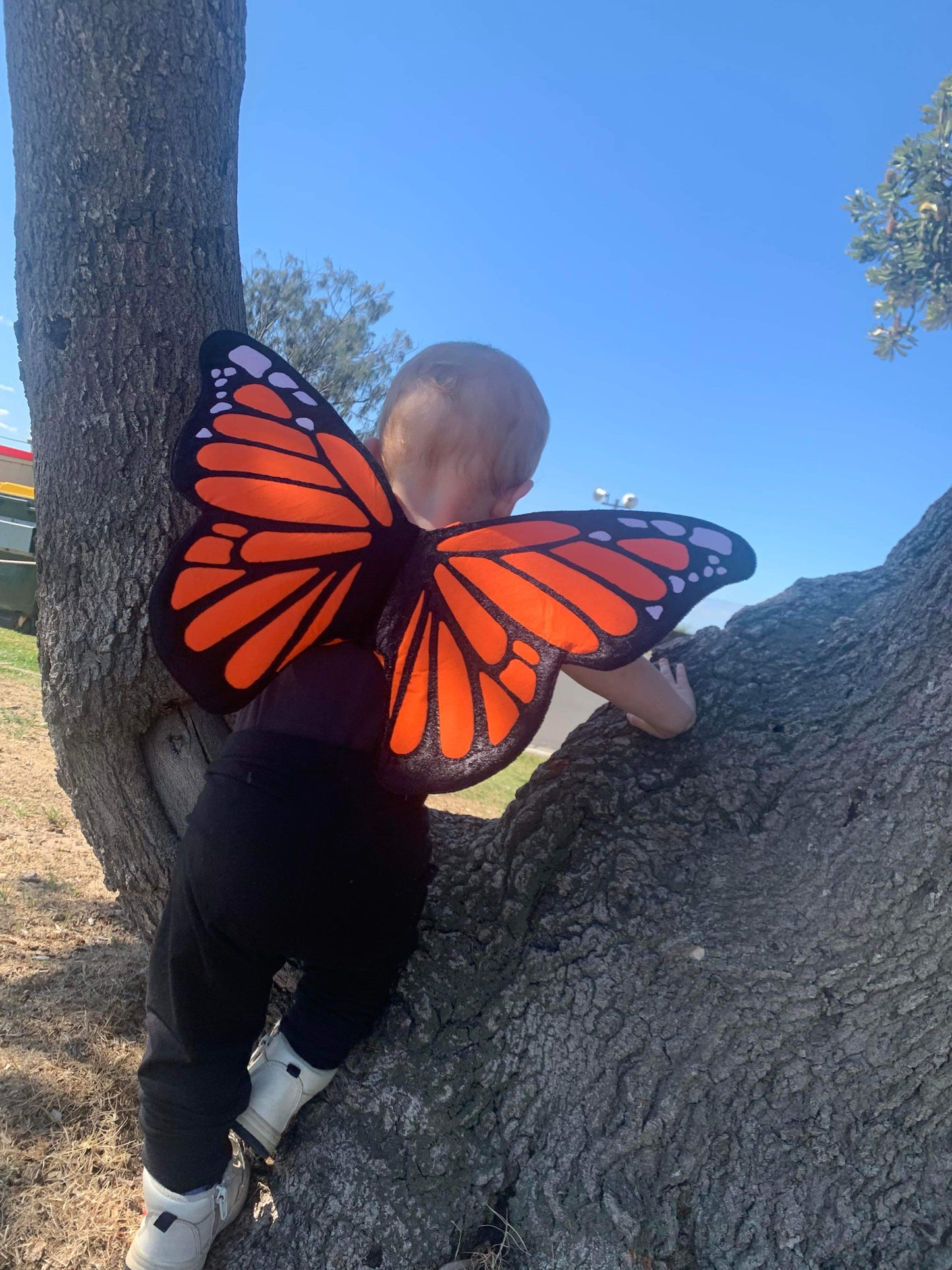 Monarch Butterfly